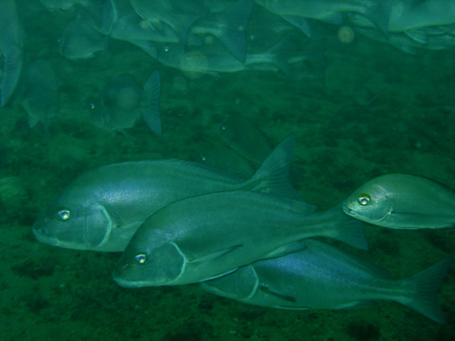 Plectorhinchus mediterraneus (Pesce burro)